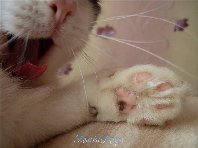 Любимая лапуся