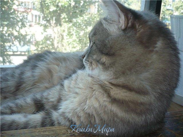 Я лежу, я смотрю, я дивлюсь, я Живу!