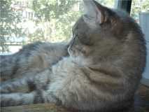 Я лежу, я смотрю, я дивлюсь, я Живу!