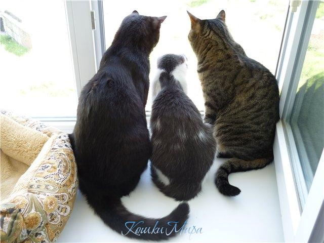 Телохранители рядом