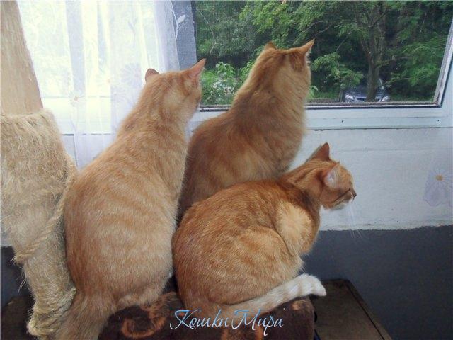 Чудище трехголово, злобно, огнедышаще