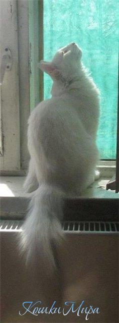 Элегантность