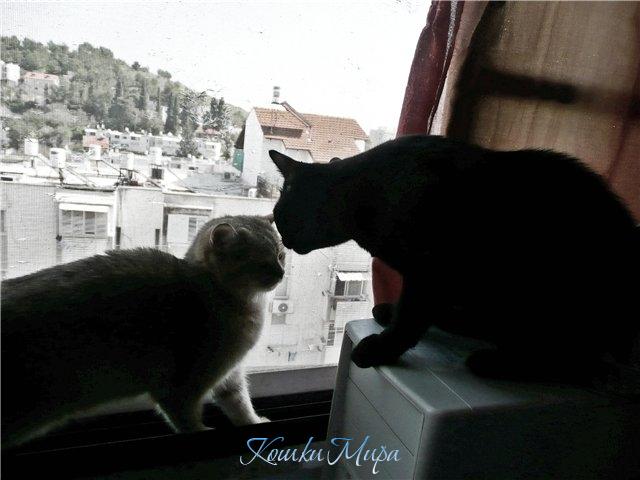 Ты что, не понимаешь, что окно - это опасно?