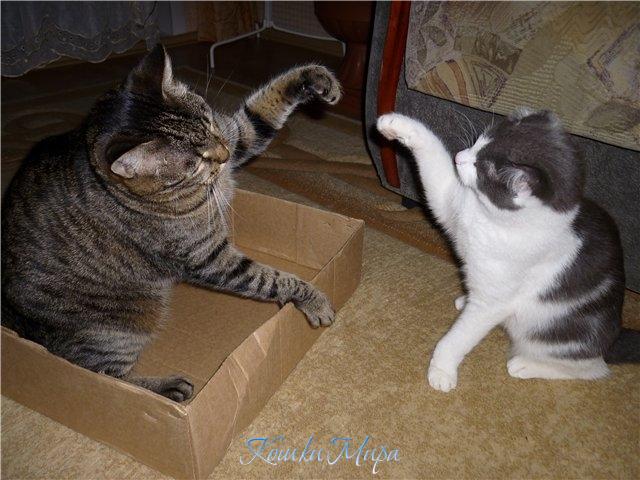 Кошачий привет