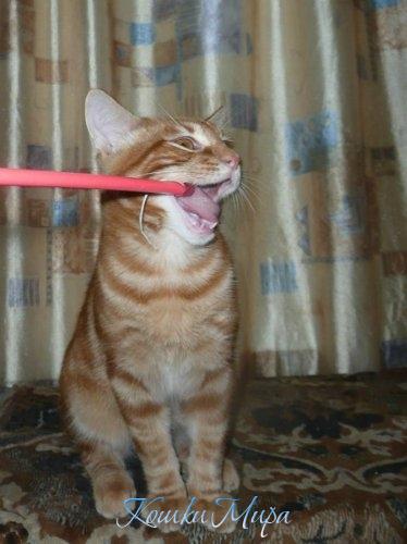 Зубочистка