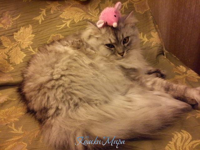 Всё, наигрались? Мне спать пора