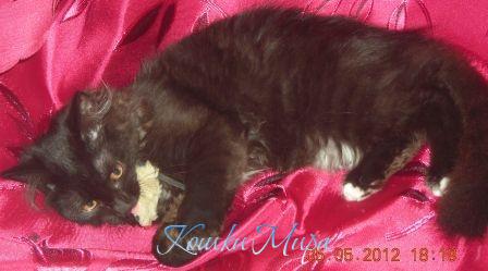 Игра с мышкой