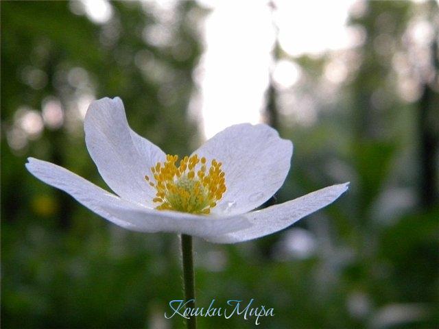 Цветочек №2