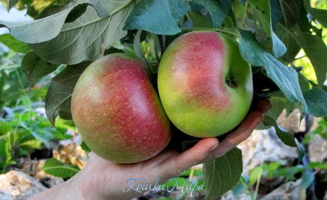 Яблочек не хотите ли?