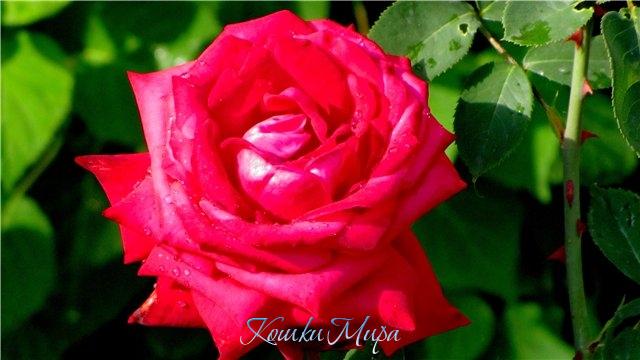 Шипы... и роза