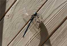 Прозрачные крылья