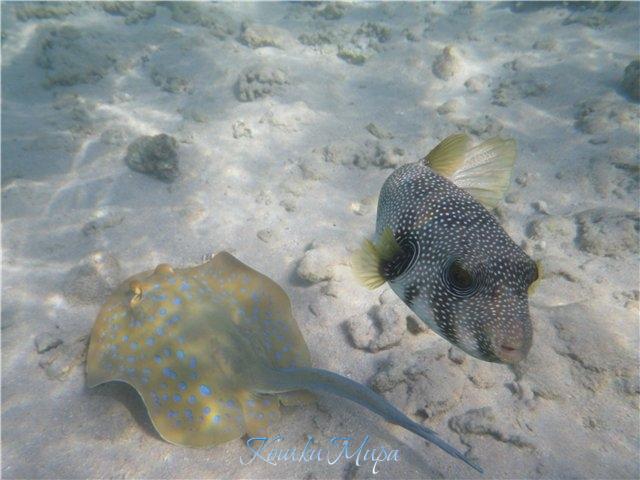 Жители Красного моря