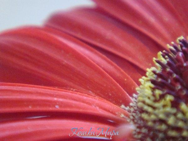 Пыльца герберки