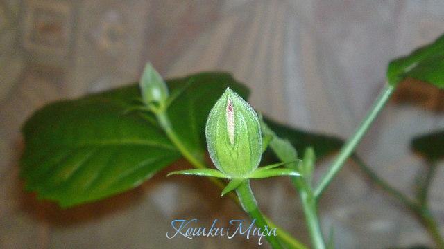 В ожидании чуда