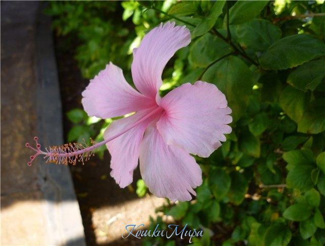 Просто красавчик