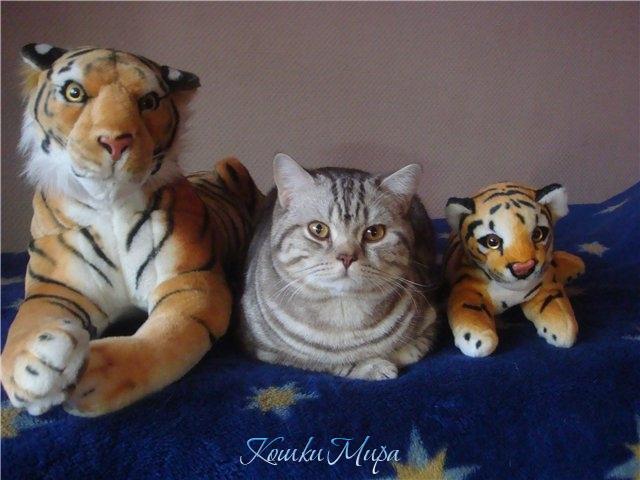 Чем её так Тигр привлёк?  Может тем, что одинок?..