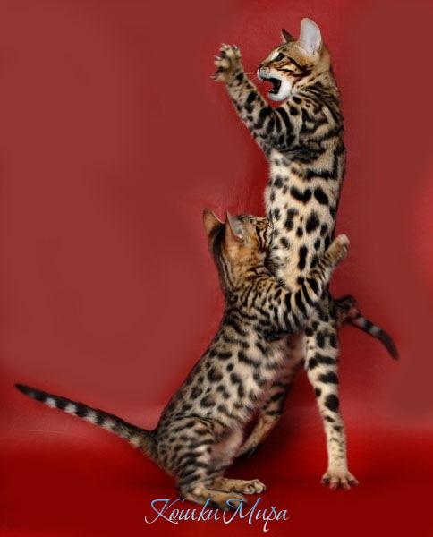 Эй! это МОЯ птичка!!!