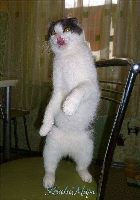 То ли лезгинка, то ли  Танец ночной охоты