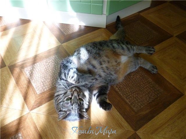 Котовый балдёж