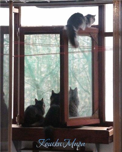 Кошачий дозор не пропустит весну
