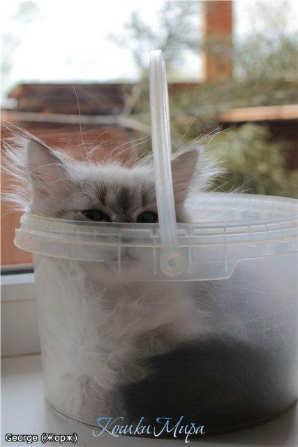 Зима была снежная. Будет наводнение