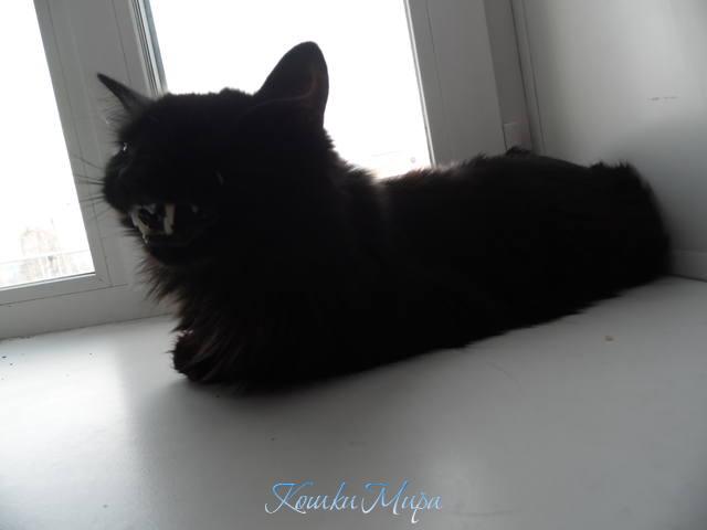 Весна? Да кому она нужна!