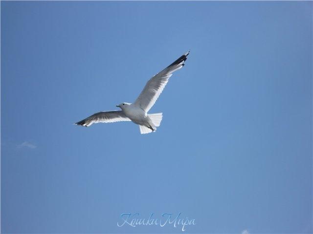 Чайки прилетели