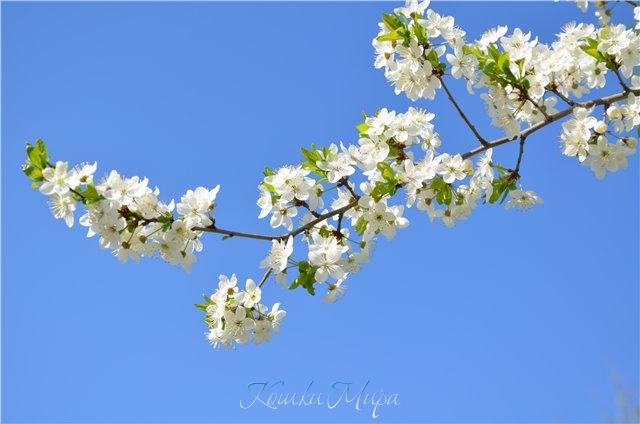 Цветение черёмухи