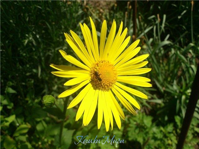 Маленькое солнышко