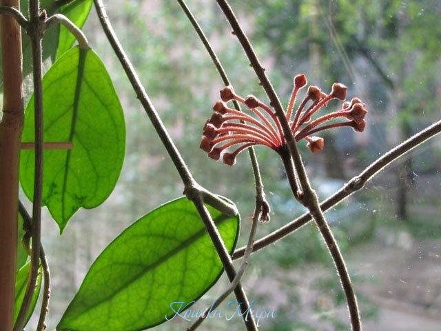 Мгновения весны