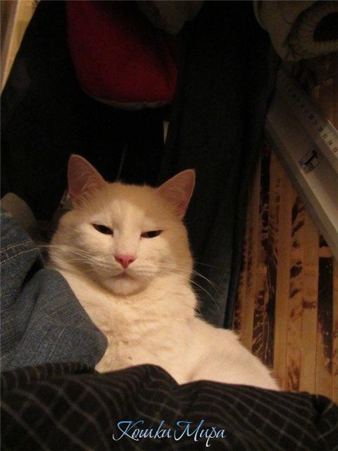 ДартаньМАУ