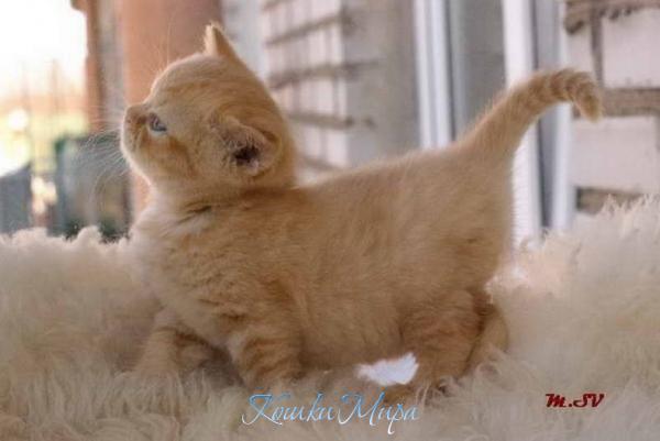 Вот такой вот я красавчеГ