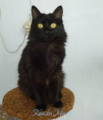 В тебе зеркал незыблемая тишь  И чуткий сон искателей удачи. Ты, под луной пантерою маяча,  Вовек недосягаемость хранишь.