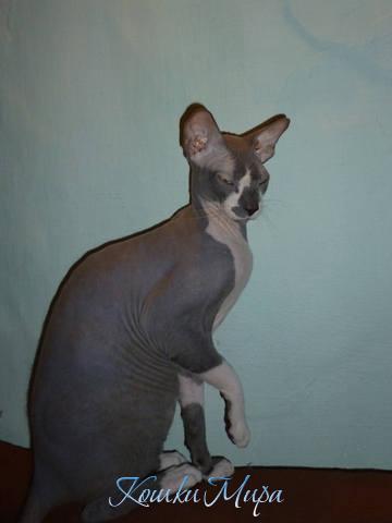 Мерцание зрачков кошачьих!   Затянет, как водоворот  Мою судьбу, и не иначе.