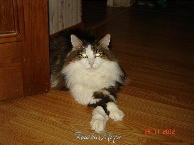 Разрешите представиться. Царь