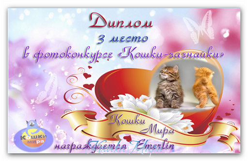 Диплом 3 место в фотоконкурсе «Кошки - зазнайки»