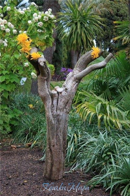 Летом расцветают даже коряги