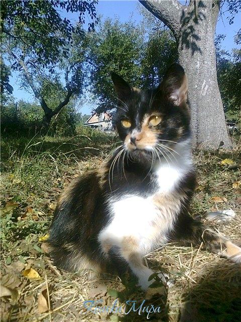 Осеннее солнце