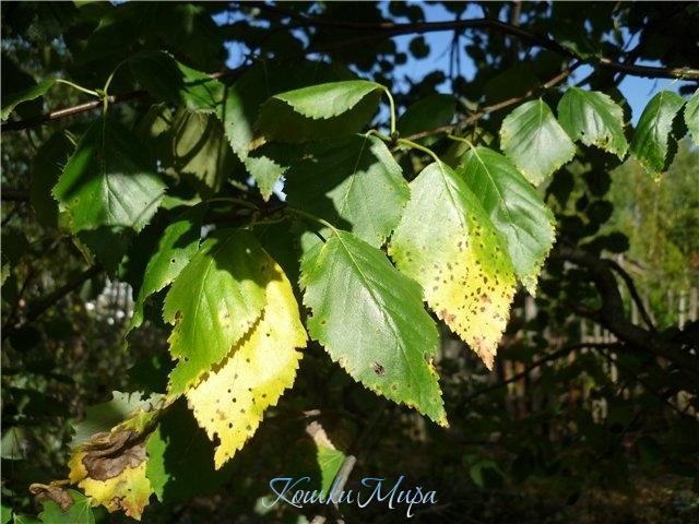 Тихая осень. Берёзки – тростинки Жёлтыми листьями в небо глядят...