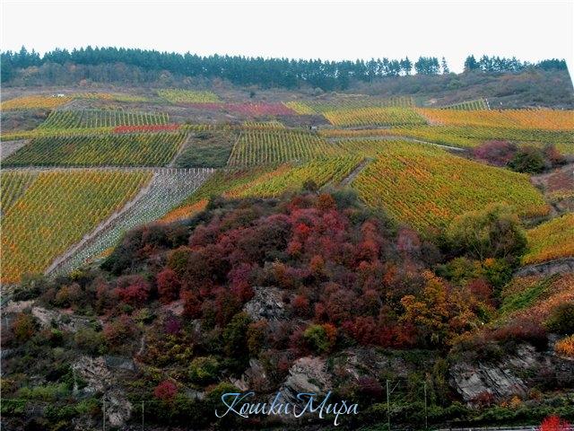 Осенние цветы - души очарованье, В них – радость и печаль, и осени дыханье.