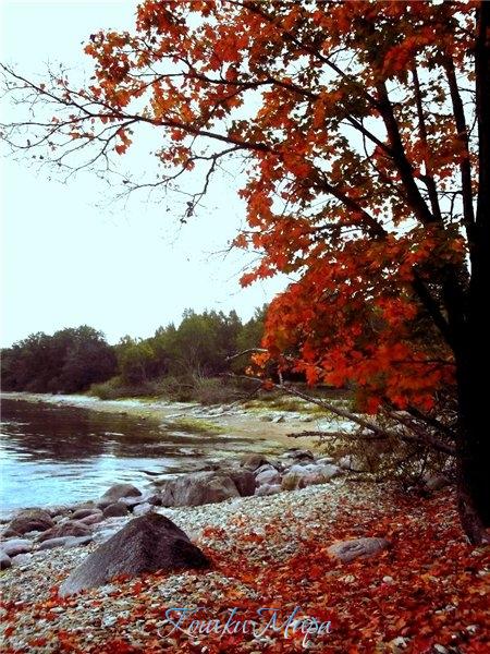 Яркая осень на берегу Финского залива!