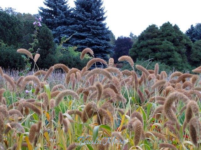 Осенний этюд