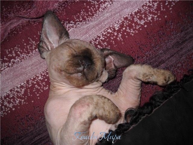 Крепкий сон