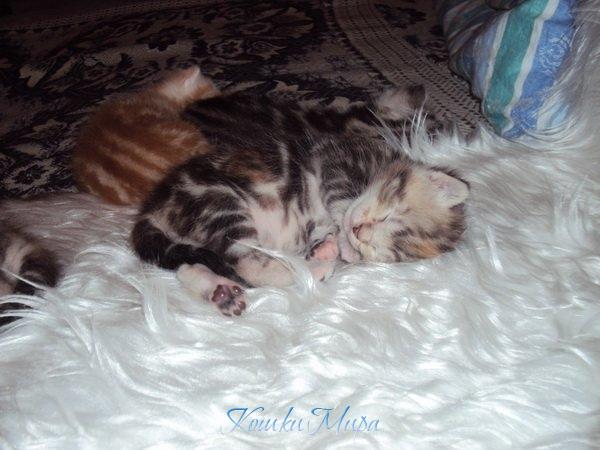 Сонная Соня