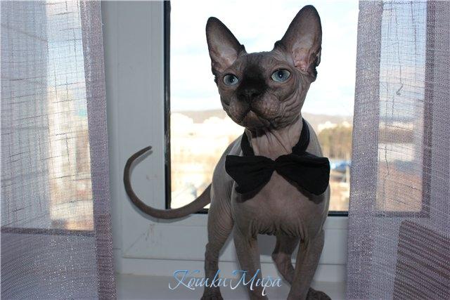 Черутти Марисен