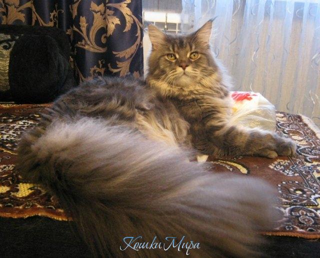 Клайд
