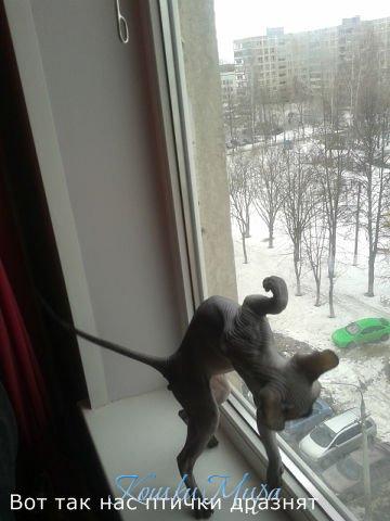 Вот так нас птички дразнят