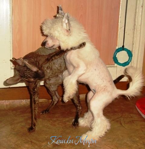 Да я этих собак...одной левой!