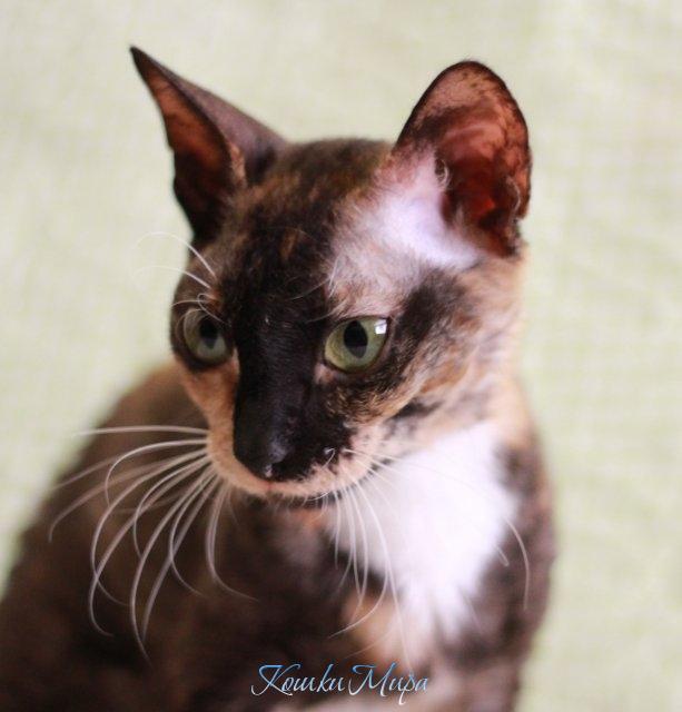 Застенчивая кошечка Алура