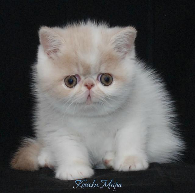 Я не испугался! Я сам кого хош напугаю!